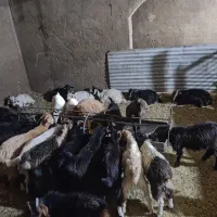 کره ماده