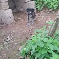 سگ شکاری ماده|سگ|ماکلوان, |دیوار