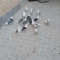 کفتر پرشی|پرنده|تهران, اقدسیه|دیوار