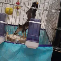 مرغ مینا چشم ستاره ای نر