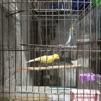 دوعدد قناری نر بالغ|پرنده|رشت, معلولین|دیوار