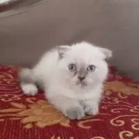 بچه گربه ۴ ماهه|گربه|تبریز, |دیوار