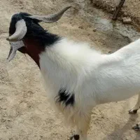بز نر وماده معاوضه وفروش