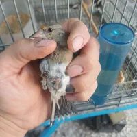سهره فیروزکوه و زنجان|پرنده|گلستان (تهران), |دیوار