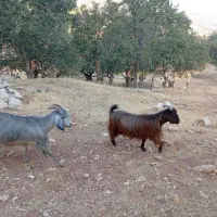 بز چاق سرحال