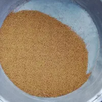 فروش بذر یونجه