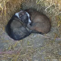 توله سگ ۲ عدد