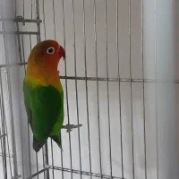 کوتوله برزیلی نر مست مست فیشر آماده جفتگیری|پرنده|اصفهان, سرچشمه|دیوار