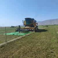 بذر یونجه رنجر آمریکایی