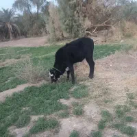 گوساله ماده|حیوانات مزرعه|ریگان, |دیوار