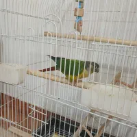 طوطی گرینچیک سخن گو