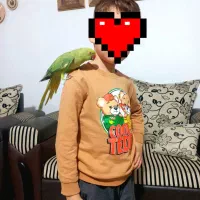 ملنگو نر|پرنده|بازرگان, |دیوار