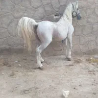 اسب نریون کرد