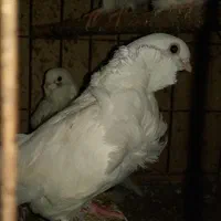 کبوتر زینتی چاینیز|پرنده|تهران, اکباتان|دیوار