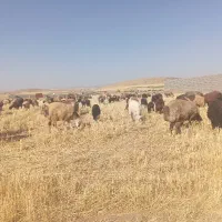 کمکی در امور دامداری