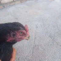 مرغ لاری|حیوانات مزرعه|سنقر, |دیوار