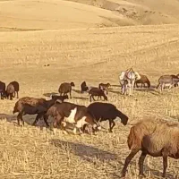 الاغ