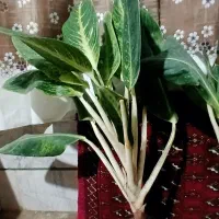 گلهای اپارتمانی زیبابرای روزمادر|گل و گیاه طبیعی|سمنان, |دیوار