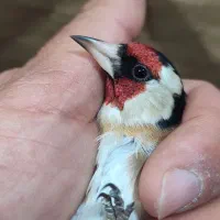 سهره سر سیاه پایزه|پرنده|شیراز, نیایش|دیوار