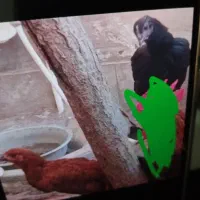 مرغ|حیوانات مزرعه|بیرجند, |دیوار