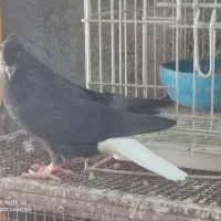 جوجه پلاکی نر|پرنده|برازجان, |دیوار