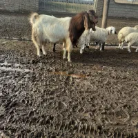 گوسفند و بز|حیوانات مزرعه|سبزوار, قصبه شرقی|دیوار