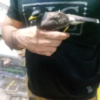 مینا بازی گوش