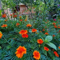 اجاره اقامتگاه سنتی، روستای گردشگری رویین اسفراین|اجارهٔ کوتاه‌مدت آپارتمان و سوئیت|اسفراین, |دیوار