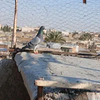 دورگ|پرنده|شیراز, شهرک بهار|دیوار