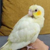 جوجه عروس هلندی سرلاکی