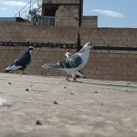 کفتر تیغه.کفتر بوم