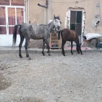 مادیان‌وکره‌مادیان