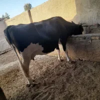 گاو شیری|حیوانات مزرعه|نیمروز, |دیوار