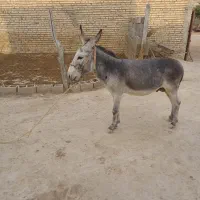 الاغ نر|حیوانات مزرعه|دیواندره, |دیوار