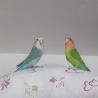 نر و ماده کوتوله برزیلی