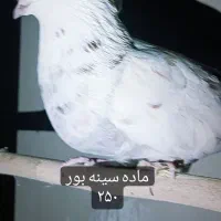 تهرونی اصیل|پرنده|فولادشهر, مسکن مهر فولادشهر|دیوار