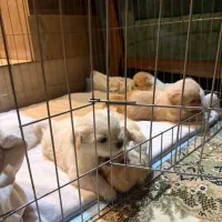 واگذاری طوله پیکینز