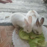 خرگوش کوچیکه خشگل