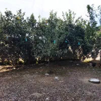 مسکونی تجاری گیلان|فروش خانه و ویلا|کیاشهر, |دیوار