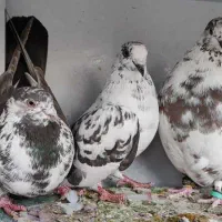 کفتر گلی ماده