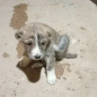 توله سگ سرابی اسل ماده ۴تابراواگذاری