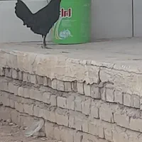 مرغ خروس گلین ریشی چهلتاج|حیوانات مزرعه|لردگان, |دیوار