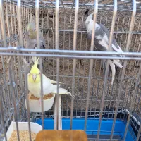 عروس هلندی وات فیس|پرنده|اندیشه, اندیشه فاز ۵|دیوار