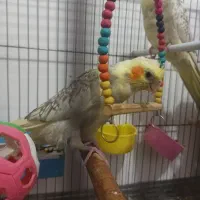 سخنگو وآماده|پرنده|برخوار, |دیوار