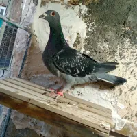 کبوتر نقش و آلمانی  سه تا ماده