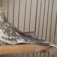 عروس هلندی سخنگو|پرنده|آستانه اشرفیه, |دیوار