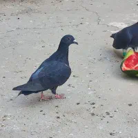 جوانه زاغ