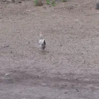 مرغ محلی ۶ ماه