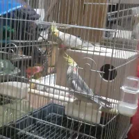 عروس هلندی.|پرنده|نیمروز, |دیوار