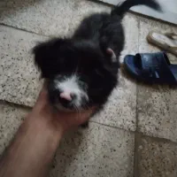 واگذاری سگ توله شیتزو|سگ|مشهد, بهمن|دیوار